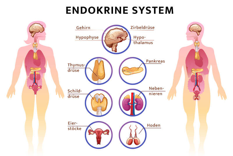 Endokrine System Hormonbildung im Endokrinen System