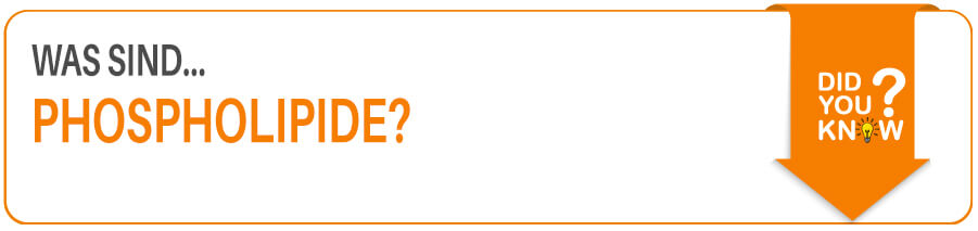 Was sind Phospholipide? Phospholipide im Fitness Lexikon erklärt