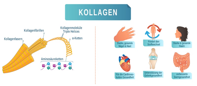 Wirkungen von Kollagen im Körper Wirkungen von Kollagen
