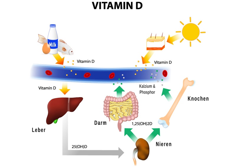 Aufnahme Vitamin D Aufnahme Vitamin D im Körper