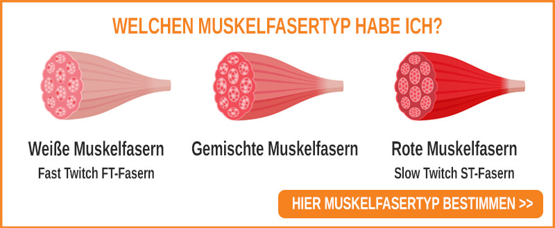 Welche Muskelfasertypen gibt es Unterscheidung der Muskelfasern