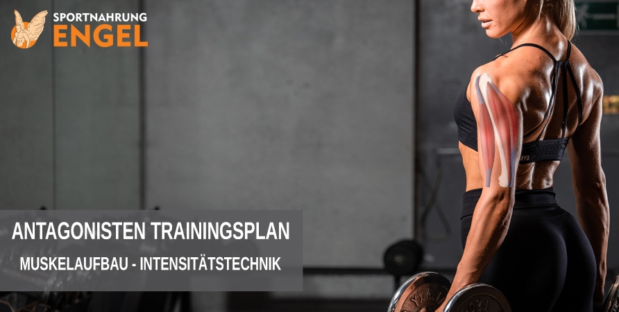Antagonisten Trainingsplan Antagonisten Trainingstechnik für mehr Muskelaufbau