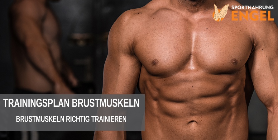 Brustmuskeln richtig trainieren Trainingsplan Brustmuskelaufbau - Brustmuskeln richtig trainieren