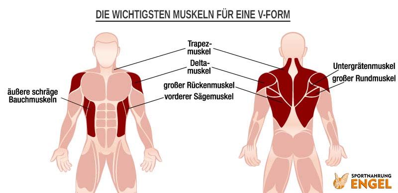 Muskulatur für eine V-Form Diese Muskeln musst Du für eine schöne V-Form trainieren
